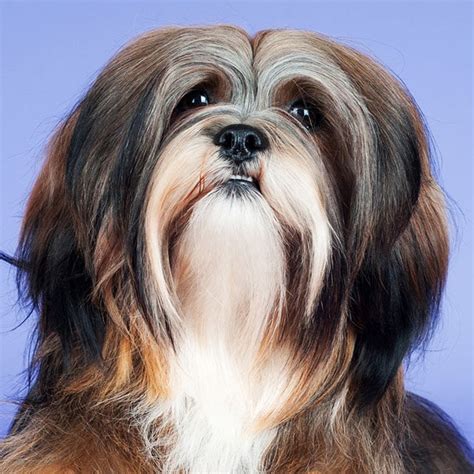 cachorro lhasa apso-4